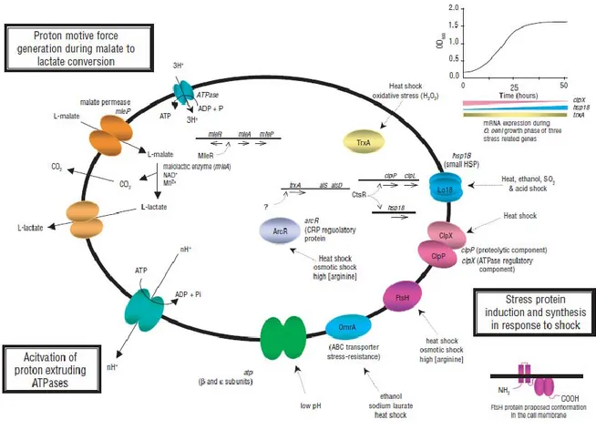 Figure I.12.Three mechanisms that are important in conferring, in O. oeni, the ability to survive in wine: (1)  the proton motive force generated by malic acid metabolism, (2) the activation of proton-extruding ATPase, and (3) the 