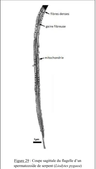 Figure 29 : Coupe sagittale du flagelle d’un  spermatozoïde de serpent (Liodytes pygaea) 