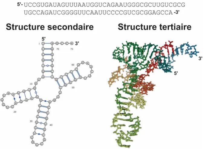 Figure 3. La structure primaire ou séquence, la structure secondaire et la structure tertiaire d'un ARN de transfert  de la levure