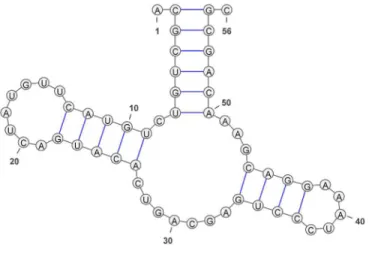 Figure 12. Visualisation de la structure secondaire de la Figure 11 par un graphe planaire, «squiggle plot»