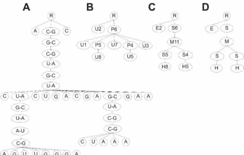 Figure 13. Variantes de la représentation en arbre raciné et ordonné de la structure secondaire de la Figure  11