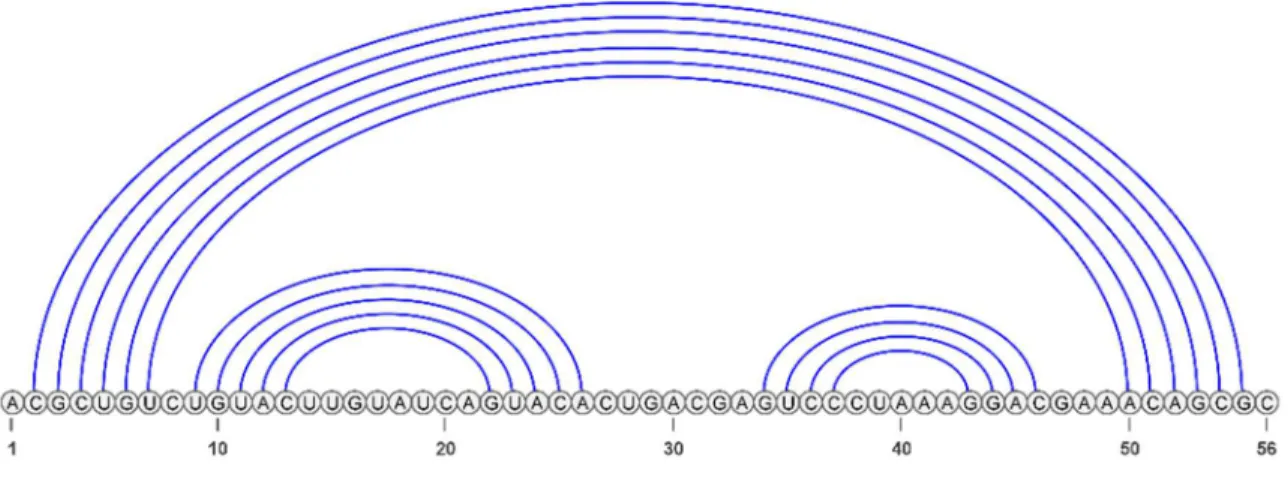 Figure 15. Visualisation de la séquence d’arc-annoté représentant la structure secondaire de la Figure 11