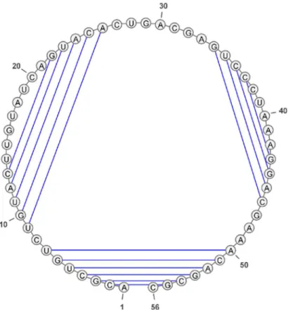 Figure 16. Visualisation en cercle de la structure secondaire de la Figure 11. Elle a été produite par VARNA