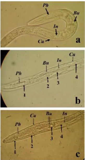 Fig. 1. (a) Haemonchus contortus larva recovered in control (PBS) showing the Pharynx (Ph), bulb (Bu), intestinal cells (In) and cuticle (Cu)