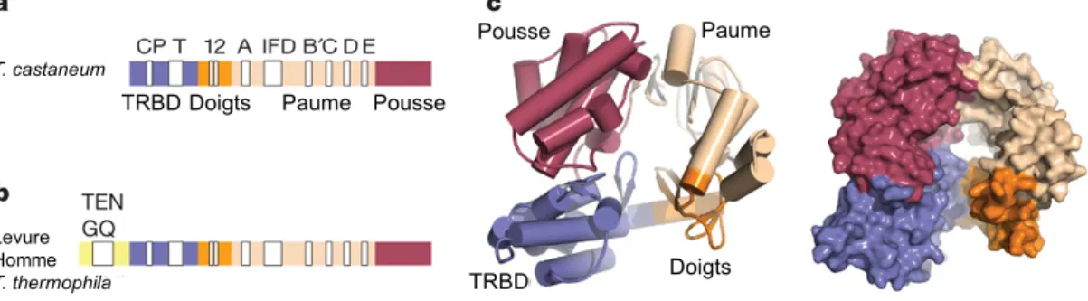 Figure 5 : Structure de TERT (tirée de Gillis et al. 2008). (a) Structure primaire et motifs conservés de TERT de T