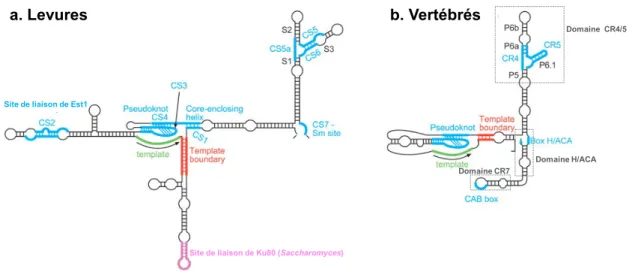 Figure 7 : Représentation schématique de la structure secondaire commune de TR entre la levure et les vertébrés  (Dandjinou et al