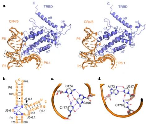 Figure  10 : Structure du complexe TRBD-CR4/5 (tirée de Huang  et al. 2014).  (a)  Structure vue  en stéréo du  complexe TRBD-CR4/5