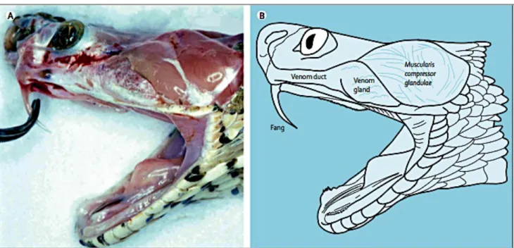 Figure I. Venom apparatus of Russell’s viper: dissected snake (A), annotated diagram (B)  (Warrell 2010)  