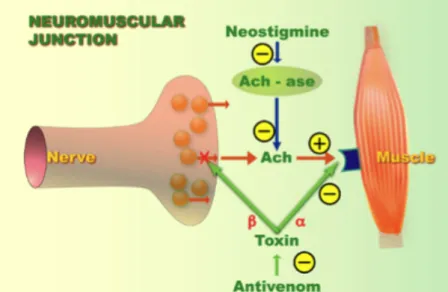 Figure III. Site of action of presynaptic and postsynaptic snake venom neurotoxins (Van  den Enden MD, Erwin