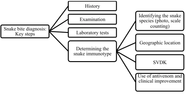 Diagram 2.  Key steps for snakebite diagnosis  