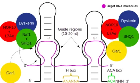 Figure 1: H/ACA box snoRNAs structural elements and their associated core 