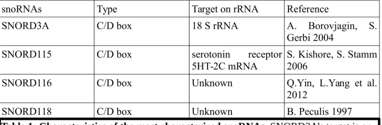 Table 1: Characteristics of the most characterized snoRNAs. SNORD3A’s target is on  18S rRNA while SNORD115’s target is located on the serotonin receptor 5HT-2C exon V