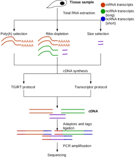 Figure 3: Sequencing workflow from RNA extraction to sequencing. The first step is  to extract the total RNA from the tissue sample