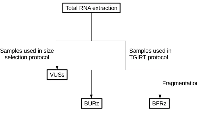 Figure 4: Divisions of total RNA samples and labelling of sequencing sets. Following a  total RNA extraction, the samples were subdivided between those subjected to the library  preparation  for  size  selection  protocol  and  those  put  through  the  TG