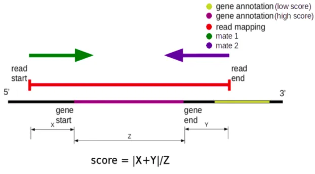Figure 6: Scoring schema for gene identification. The scores are calculated by taking  the areas of non overlap (X &amp; Y) between gene and read mapping and normalizing by  the gene annotation length (Z) between all possible transcripts