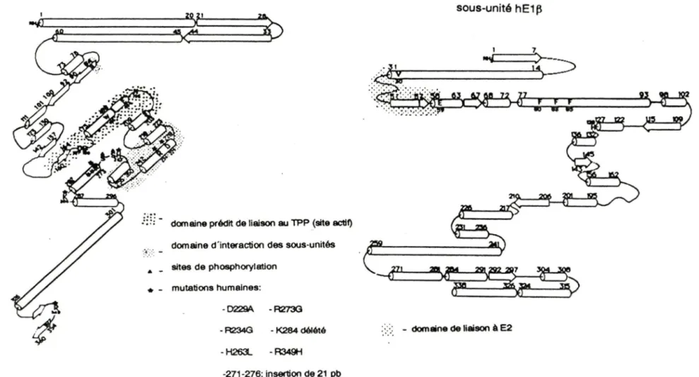 Figure  2.- Prédiction  de  la structure secondaire  des sous-unités hE1 a  et hE1  ~  de  la  pyruvate  déshydrogénase  humaine
