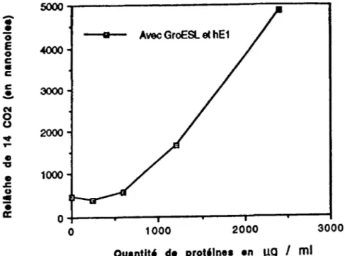 Figure 12.- Activité enzymatique testée  à  partir des extraits bruts  (surnageants)  de  cellules  exprimant  les  chaperonines  GroES  et  GroEL  seulement,  ou   co-exprimant les sous-unités  matures  a~  de hE1  avec les chaperonines  GroESL
