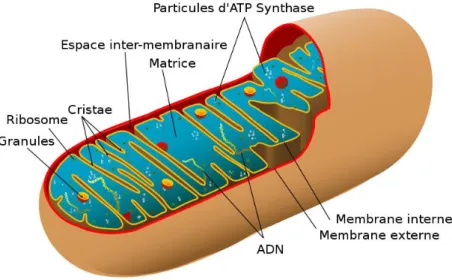 Figure 2 : Représentation d’une mitochondrie animale.  Source de l’image : Mariana Ruiz  Villarreal LadyofHats, Wikipédia.