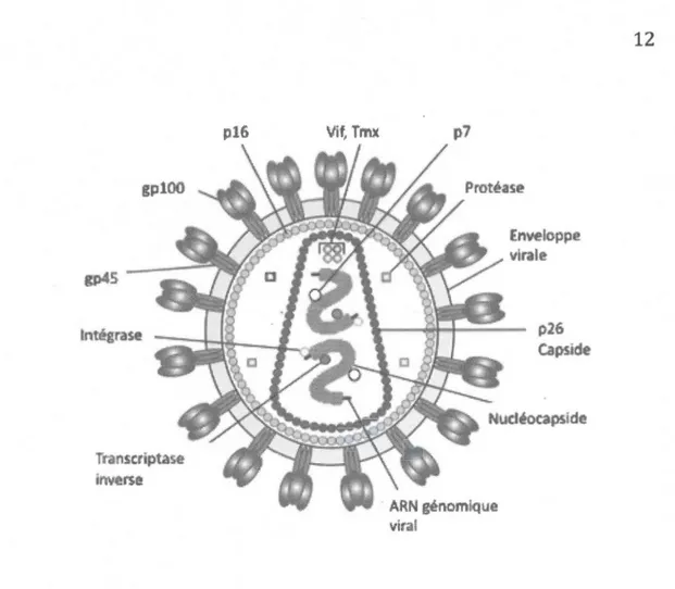 Figure  1.1  Organisation  structurale  du  virus  de  l'immunodéficience  bovine.  p7  :  protéine  de  la  nucléocapside,  p 16  :  protéine  de  la  matrice,  p26  :  protéine  de  la  capside, gplOO  : glycoprotéine de  surface, gp45  : glycoprotéine t
