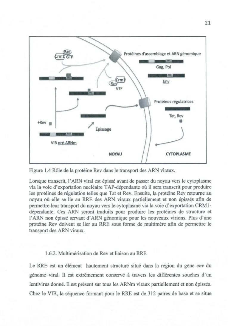 Figure  1.4 Rôle de  la protéine Rev dans le transport des ARN viraux . 