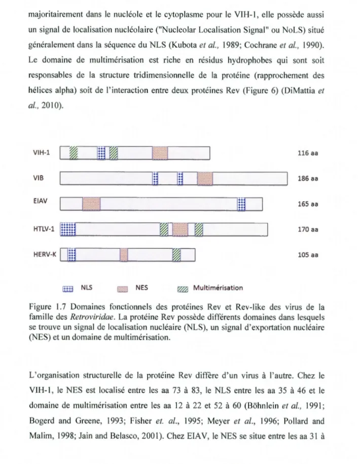 Figure  1.7  Domaines  fonctionnels  des  protéines  Rev  et  Rev-like  des  virus  de  la  famille  des  Retroviridae