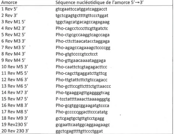 Tableau 2 .1. Amorces nucléotidiques employées pour le  développement des clones de  Rev dans le vecteur pET-21 b( +) 