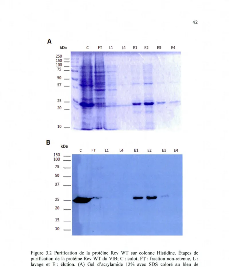 Figure  3.2  Purification  de  la  protéine  Rev  WT  sur  colonne  Histidine.  Étapes  de  purification  de  la  protéine  Rev  WT du  VIB;  C  : culot,  FT :  fraction  non-retenue ,  L :  lavage  et  E  :  élution