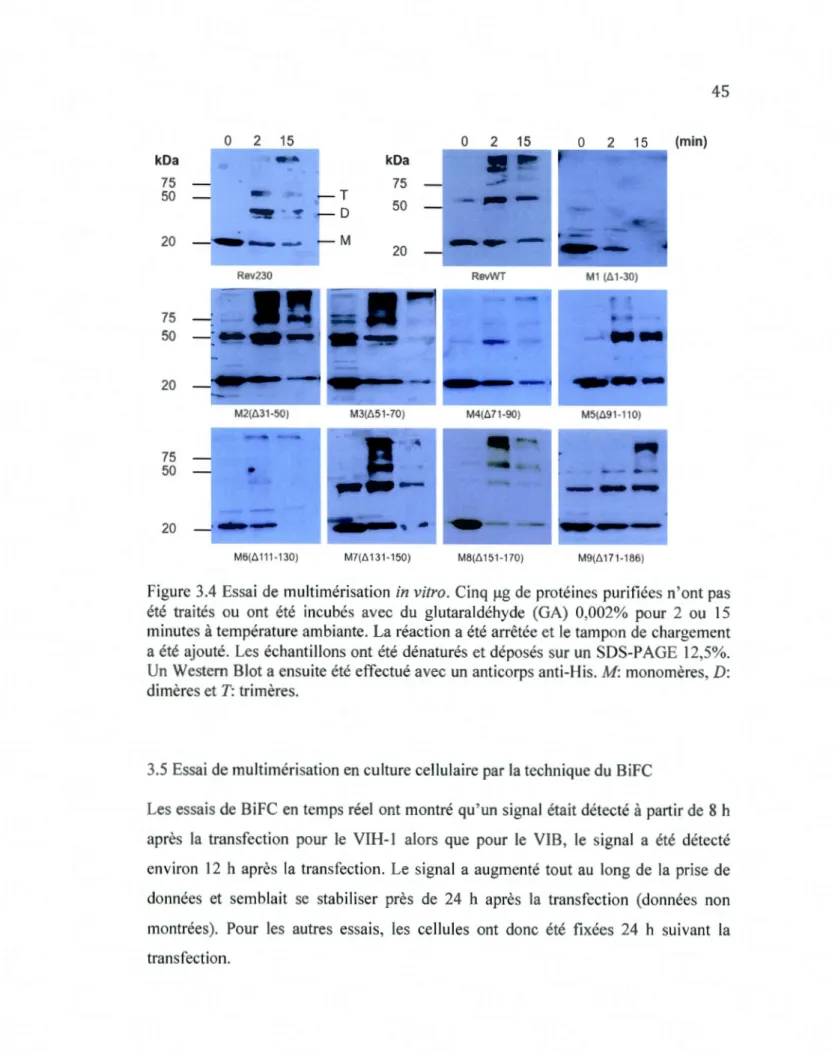 Figure  3.4  Essai  de  multimérisation  in  vitro.  Cinq  µg  de  protéines  purifiées  n' ont pas  été  traités  ou  ont  été  incubés  avec  du  glutaraldéhyde  (GA)  0,002%  pour  2  ou  15  minutes  à température ambiante