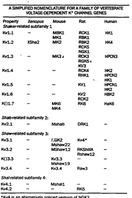 Tableau 1:  Nomenclature des gènes de la famille  des  canaux  K+  voltage-dépendant  (Chandy,  1991)