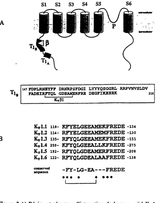 Figure 3:A)  Région  et  séquence  d'interaction  de la  sous-unité  Kvp  avec  le canal  K+  voltage-dépendant