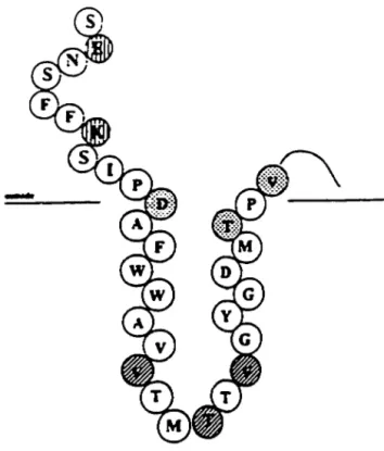 Figure 7:  Représentation  schématique du  porc  des  canaux  K  +  voltage dépendant
