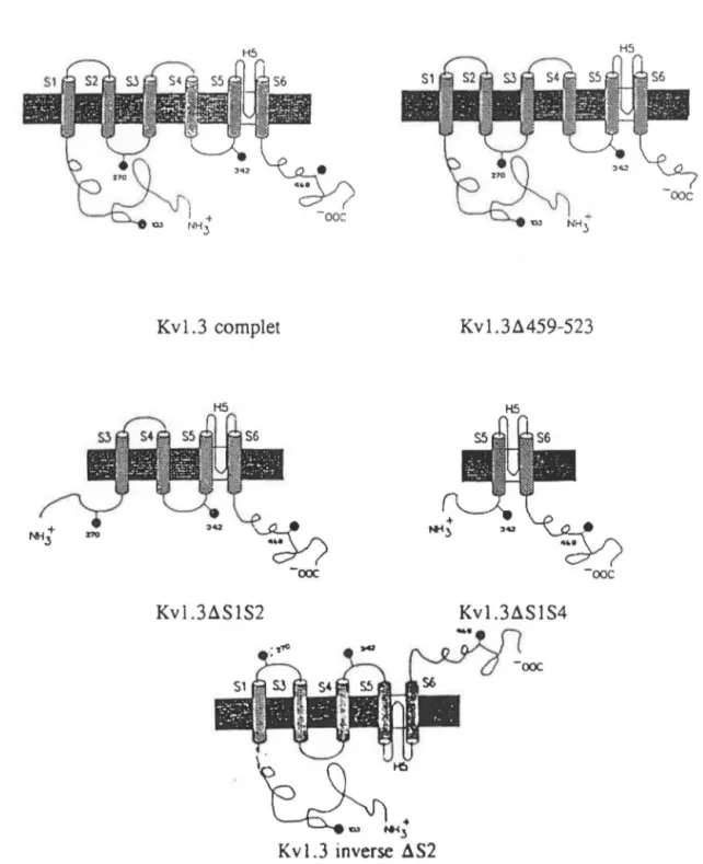 Figure 10:  Représentation  schématique des  différents canaux  Kvl.3 complet et  tronqués exprimés chez les cellules HEK 293