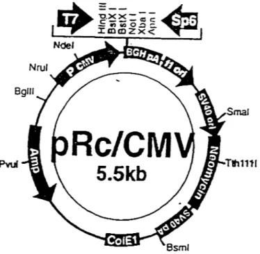 Figure 12: Représentation du vecteur d'expression eucaryote pRC/CMV. Ce vecteur  possède un  site de clonage multiple,  un  promoteur du cytomégalovirus,  un gène de  résitance  eucaryote  à  la  néomycine  et  un  gène  de  résistance  procaryote  à  l'  
