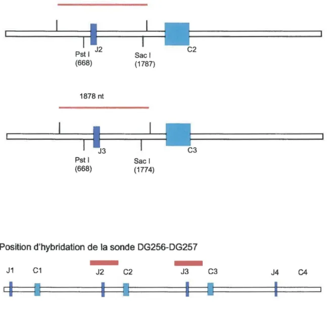 Figure 8:  Schéma de la sonde IVS.  a) Longueur de la sonde produite par PCR pour les  isotypes IGLC2 et IGLC3 en utilisant les amorces DG256 et DG257