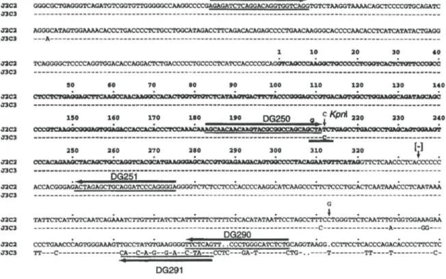 Figure 1.  Sequence altgnment of human lgLC2 and lgLC3 genes show1ng position of oltgonucleotides used in this study !arrows)