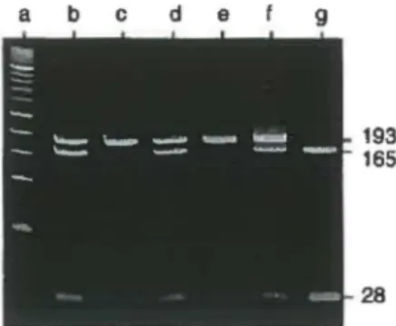Figure  3.  SYBR Gold stained gel showing the lgLC2 polymorphism.  Samples represent Kpnl digests of nested PCR  products generated  with pnmers DG250 and DG251
