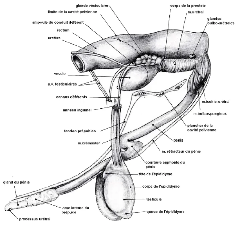 Figure 4 : Schéma représentant l’appareil génital du taureau (d’après CONSTANTINESCU, 2003) 