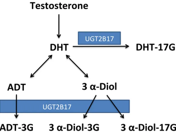 Figure 3. Métabolisme des androgènes par l’enzyme UGT2B17.   
