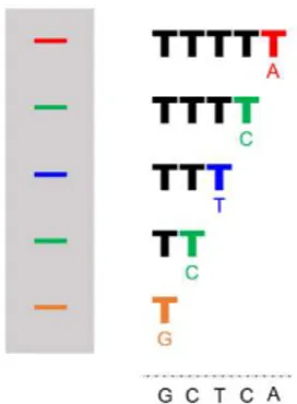 Figure 2  Schématisation du séquençage de Sanger. (À gauche) Représentation de la migration des  fragments générés à la suite de la réaction de polymérisation sur gel d’électrophorèse capillaire  et détection de la couleur associée à chaque ddNTP