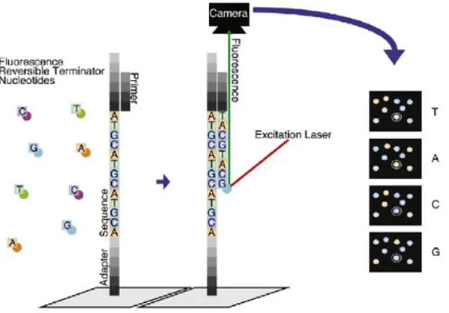 Figure 3  Technologie de séquençage à haut débit d’Illumina. (À gauche) Simple brin d’ADN fixé à la  plaque  par  un  adaptateur,  auquel  une  amorce  est  hybridée  afin  de  débuter  l’élongation,  en  présence de nucléotides terminateurs réversibles fl