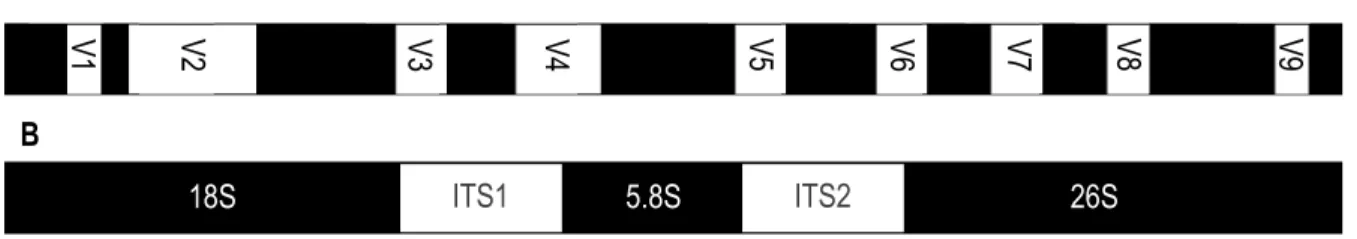 Figure 4  Représentation  des  cibles  de  l’ADNr  bactérien  (A)  et  fongique  (B)  utilisées  en  métabarcoding