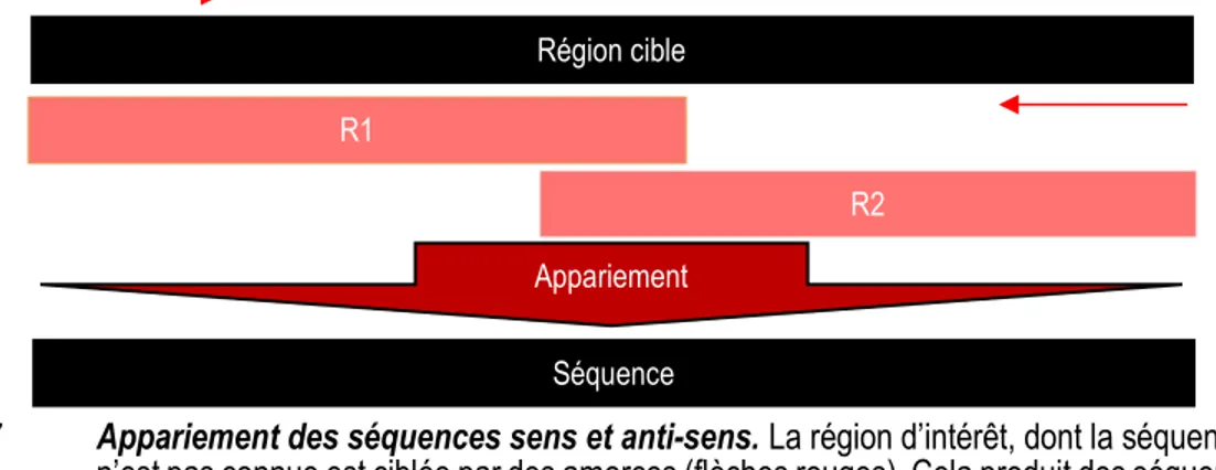 Figure 7  Appariement des séquences sens et anti-sens. La région d’intérêt, dont la séquence exacte  n’est pas connue est ciblée par des amorces (flèches rouges)