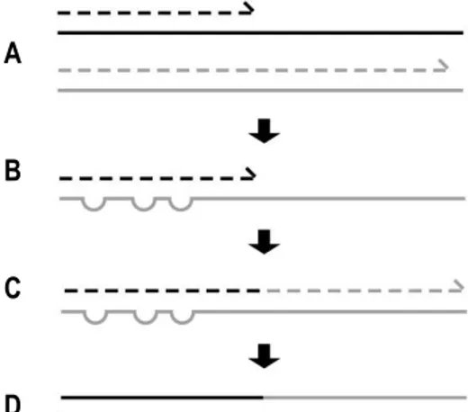 Figure 8  Formation d’une chimère lors de l’amplification PCR. (A) Brin d’ADN dont l’extension a été  interrompue prématurément lors d’un cycle de PCR (en noir)