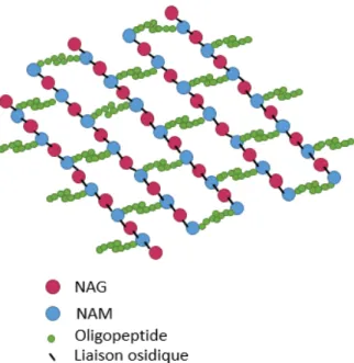 Figure 2: Structure du peptidoglycane  
