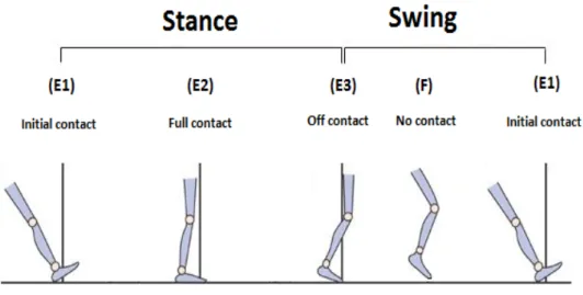 Figure 1:   A schematic step cycle in human walking. Each step cycle has two  parts. One part is stance where starts from contacting the heel or forefoot (depending on the  animal)  with  the  ground  to  lifting  off  the  toe  from  the  ground  (i.e.,  