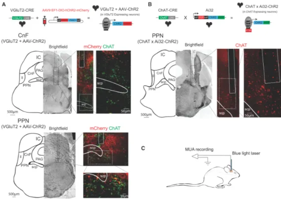 Figure  9.  Anatomical  localization  of  Mesencephalic  locomotor  nuclei.  A-  B)  Sections  through  the  Mesencephalic  locomotor  region  showing  the  trace  induced by the tip of the optical electrode in the glutamatergic neuronal zone of  the cunei