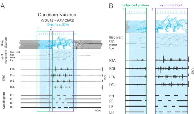 Figure  10.  The  changes  in  the  stick  diagram,  joint  movement,  EMG  activity and gait after long photo-stimulation of glutamatergic neurons in the  cuneiform  nucleus  of  virally  transfected  mice