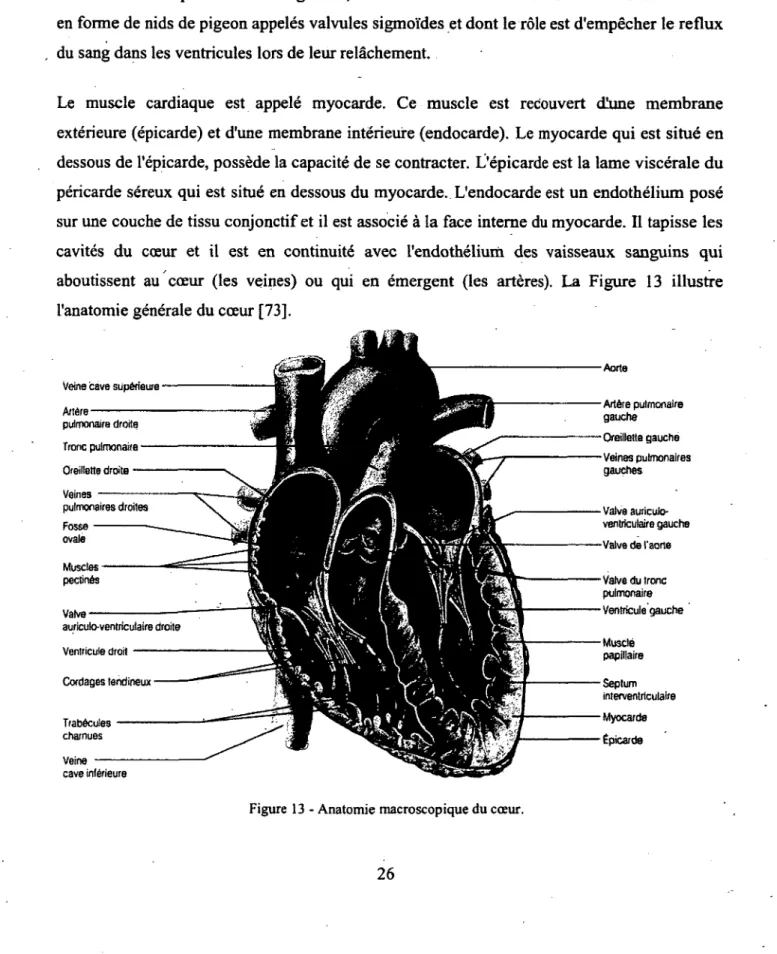 Figure  13  - Anatomie macroscopique du cœur.