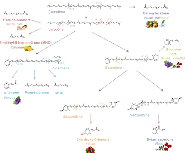 Figure 1.2. Synthèse des apocaroténoïdes volatils chez les plantes à partir du clivage 