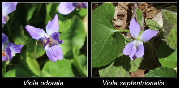 Figure 1.3. Fleurs des violettes Viola odorata et Viola septentrionalis 